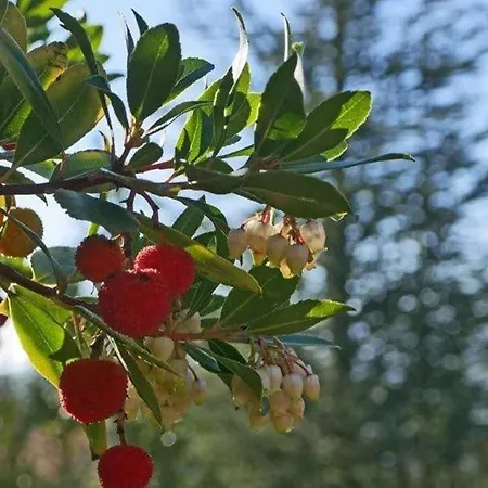 La Lurette, Et Σπίτι διακοπών *