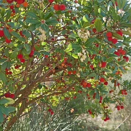 La Lurette, Et * Saint-Étienne-les-Orgues