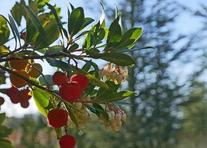 La Lurette, Et Prázdninový dům *